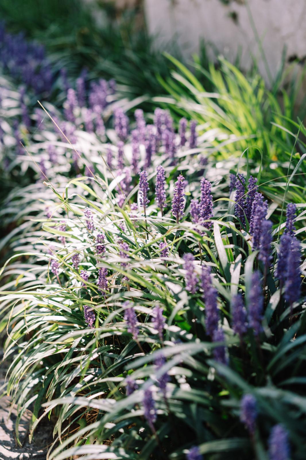 The Beauty of Villa Cimbrone